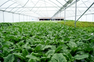 Large Scale Hydroponics in India